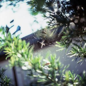 ⁠晨露之网 - Web in the Morning Light by Mengfan Yang