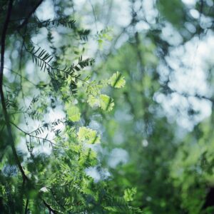 风过轻枝 – Breeze on Tender Leaves by Mengfan Yang
